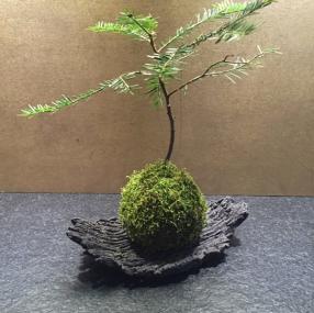 Kokedama