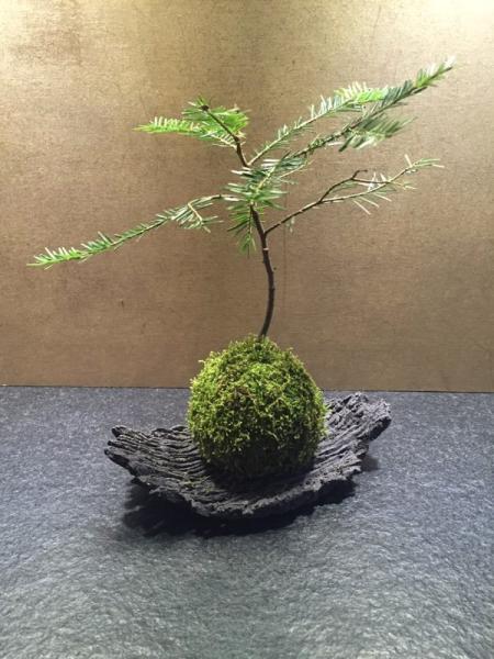 atelier de kokedama